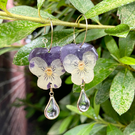 WILD BLOOM - PANSY FIESTA THREE